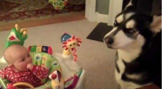 كلب يوقف طفل عن البكاء